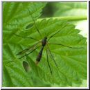 Ptychoptera albimana - Faltenmuecke 01.jpg